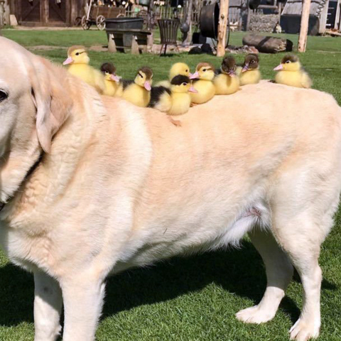 dog-and-duck.jpg