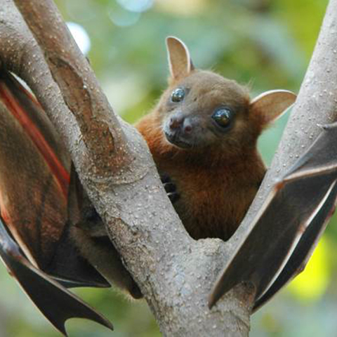 fruit-bat.jpg