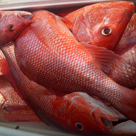 red-snapper-box-may-28-14.jpg