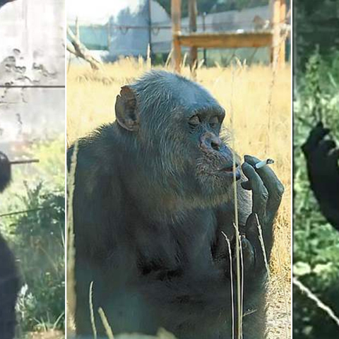 chimpanzee-smoke.jpg