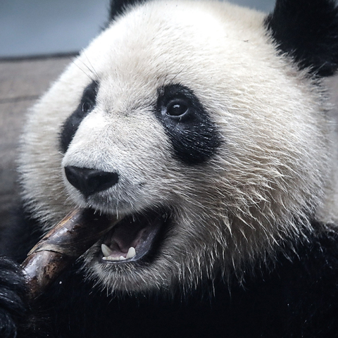 gettyimages-pandas.jpg