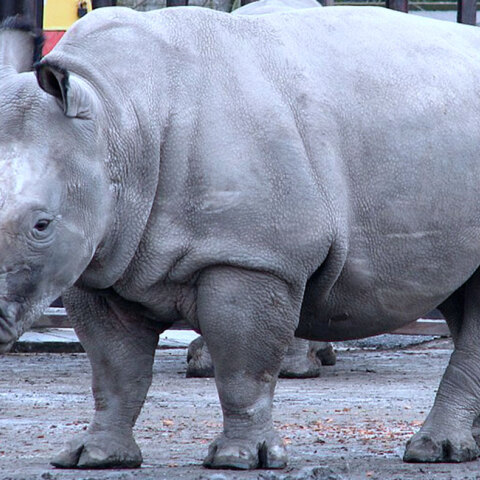 rhino.jpg
