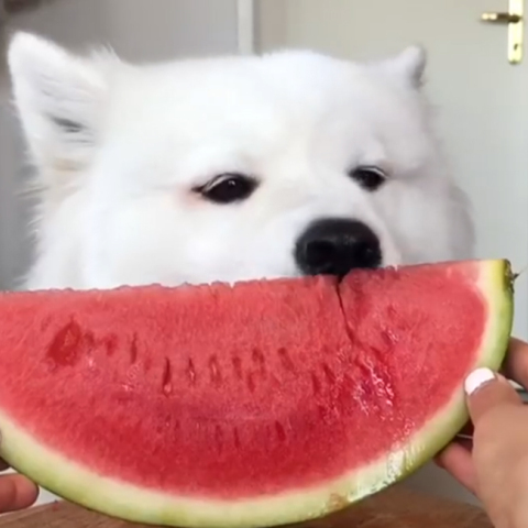 watermelon.jpg
