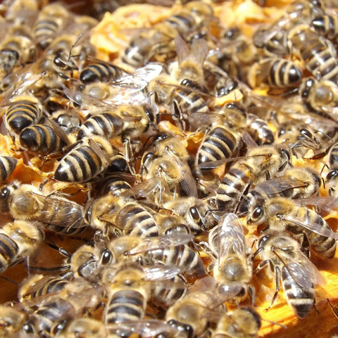 bees-486872_1920.jpg