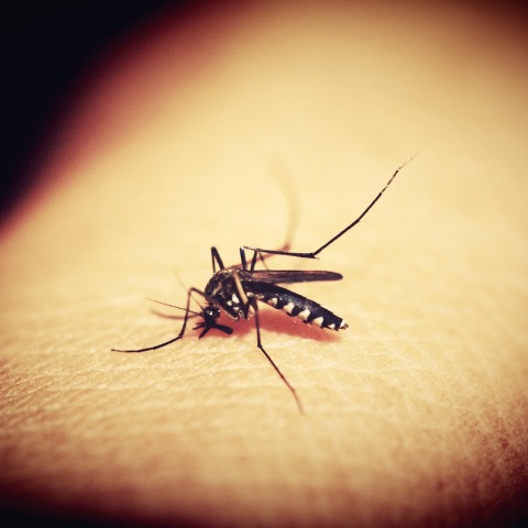 mosquitoe-1548975_1920.jpg