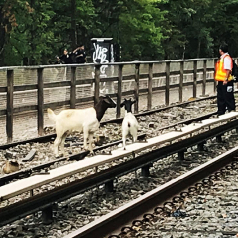 goatsonsubwaytracks.jpg