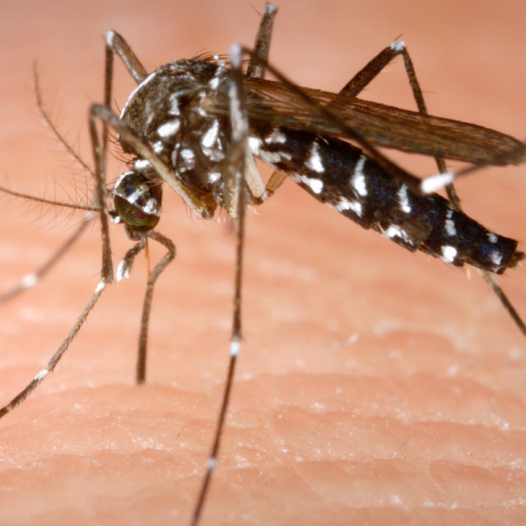aedes_albopictus.jpg