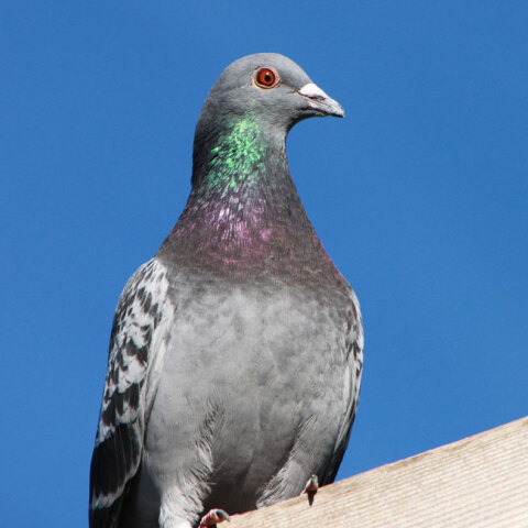 pigeon.jpg