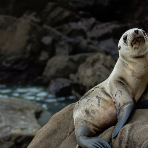 sea-lion.jpg