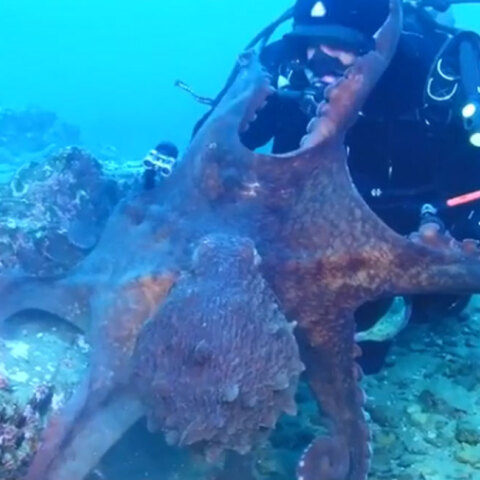 octopus-diver.jpg