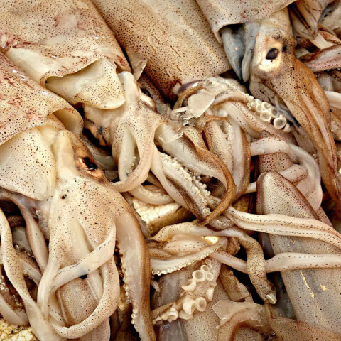 squid.jpg