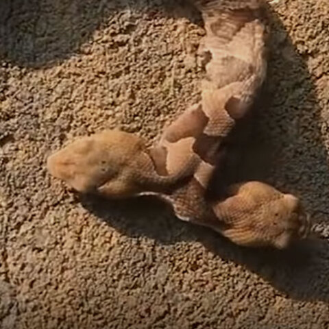 two-headed-snake.jpg