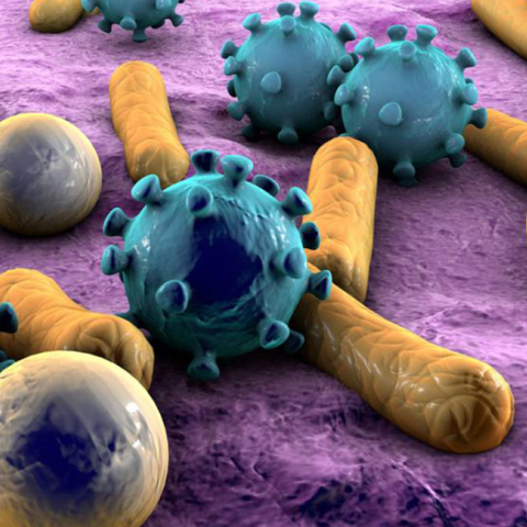 bacteria-and-viruses.jpg
