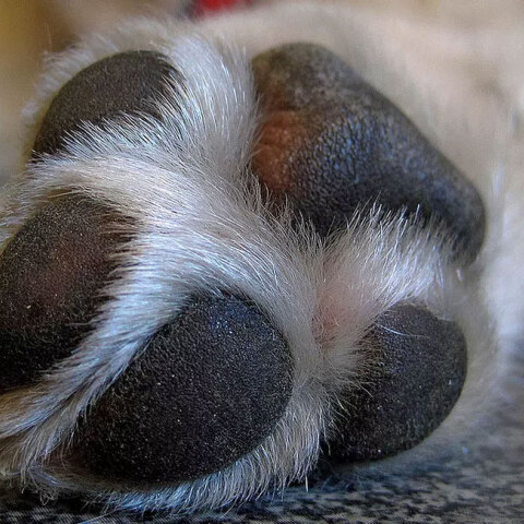 dog-paws.jpg