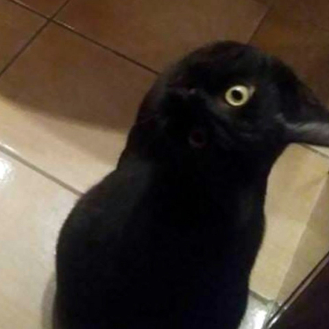 crow-cat.jpg