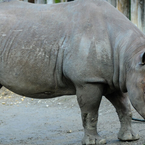 rhino.jpg