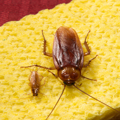 american-and-german-cockroaches-bug_0902.jpg
