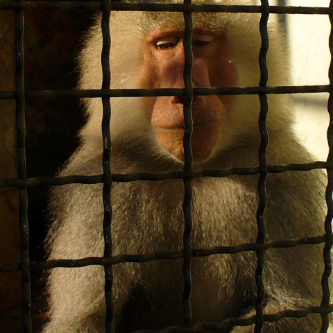 sad-monkey-behind-bars.jpg