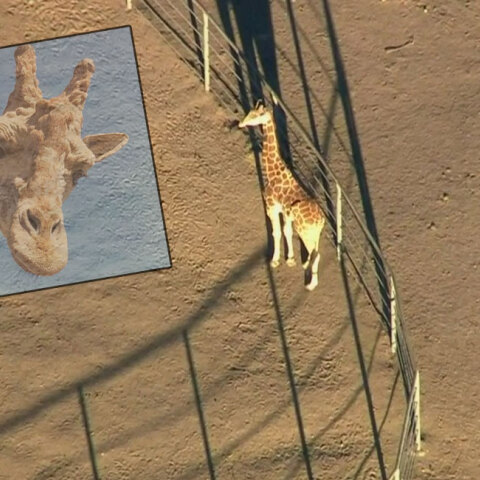 stanley-the-giraffe.jpg