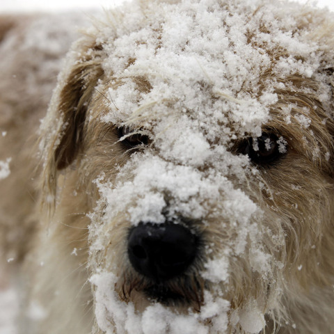 Χιόνι - Σκύλος 