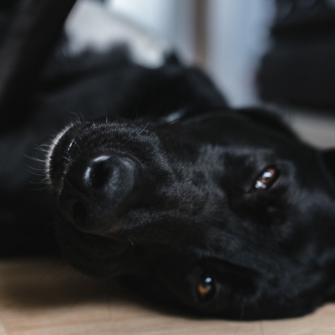 kaboompics_adorable-black-dog.jpg