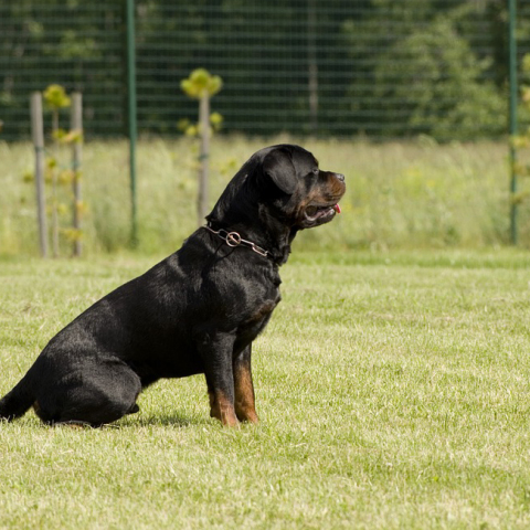 rottweiler.jpg