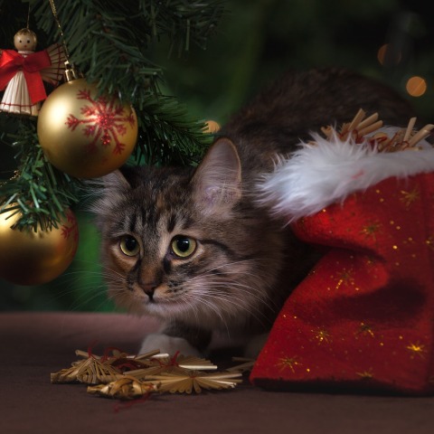 cat_xmas.jpg