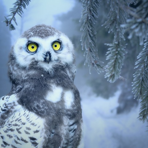 owl-3184032_1920.jpg