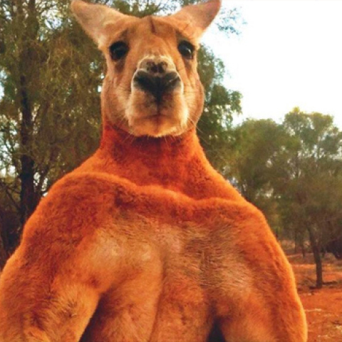 kangaroo.jpg
