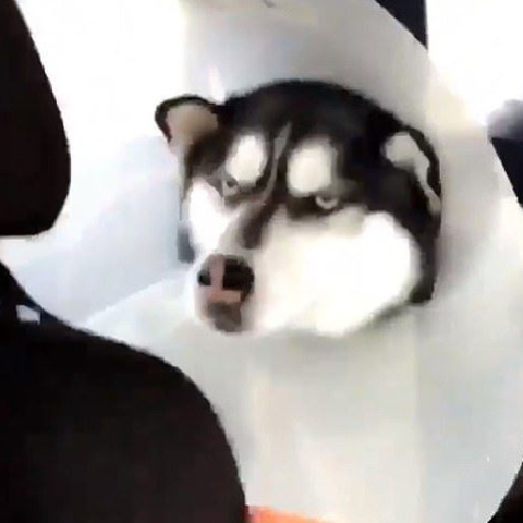 angry-husky.jpg