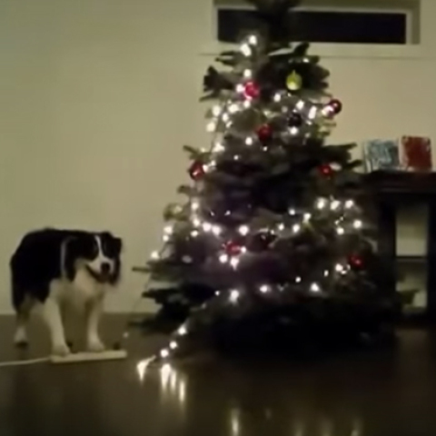dog-christmas-new.jpg