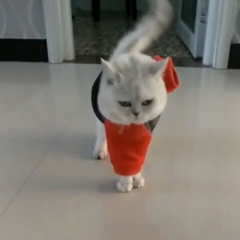 cat.jpg