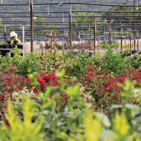 Ελληνικός Χρυσός