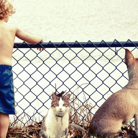 ΚΑΤΟΙΚΙΔΙΑ ΣΤΟ ΣΠΙΤΙ 