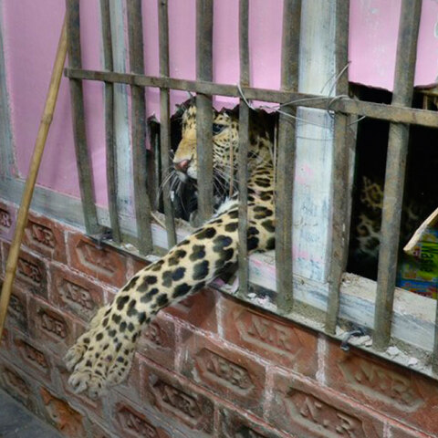 Λεοπάρδαλη