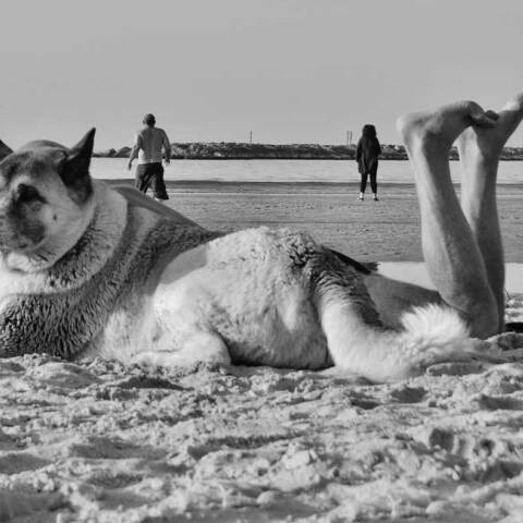 © Άνθιμος Ντάγκας