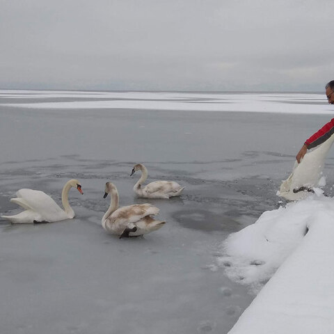 Εγκλωβισμένοι κύκνοι στην παγωμένη λίμνη της Καστοριάς