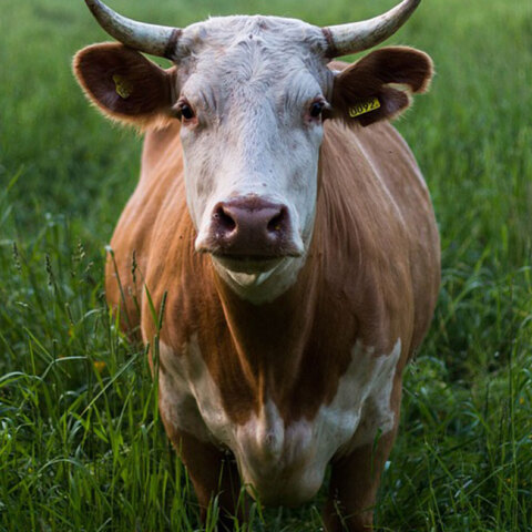 cow