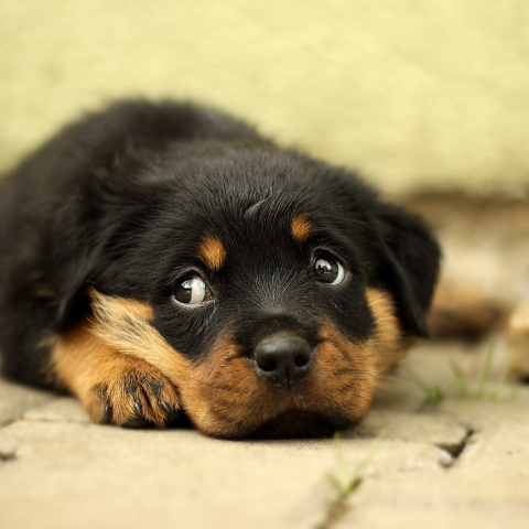 rottweiler-869018_1920.jpg