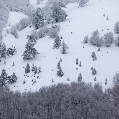 Βασιλίτσα, Κοζάνη