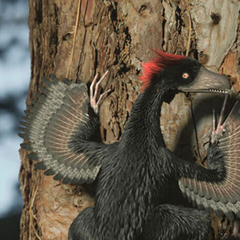 anchiornis