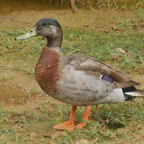 Τρέβορ «η πιο μοναχική πάπια στον κόσμο»