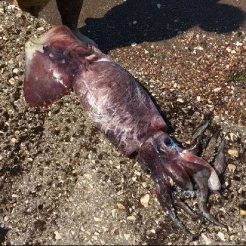 Καλαμάρι-γίγας στην Κρήτη