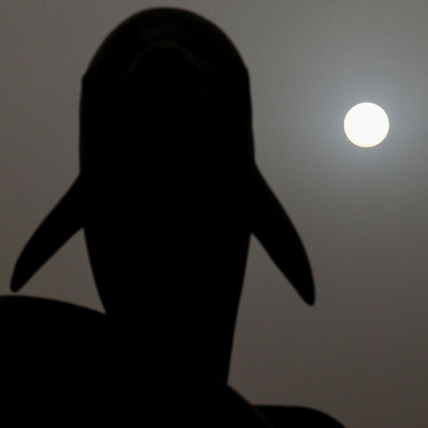 Αφρικανική σκόνη