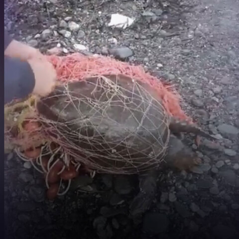 Εγκλωβισμένη χελώνα σε δίχτυα