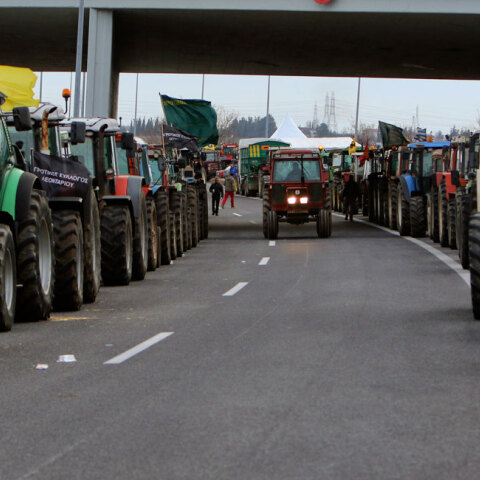 agrotes-mploko