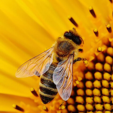 bee