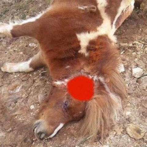 Θεσπρωτία: Σκότωσε πόνυ με καραμπίνα