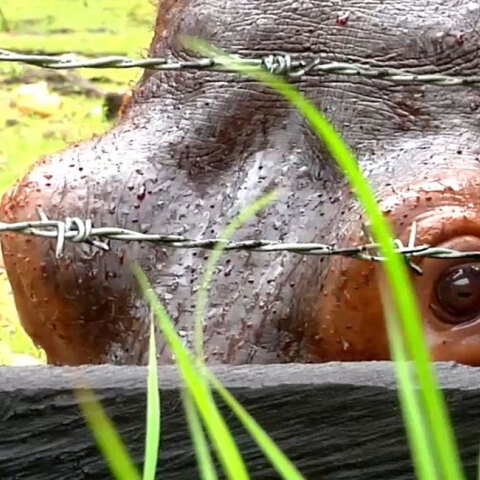 Οι ιπποπόταμοι του Εσκομπάρ