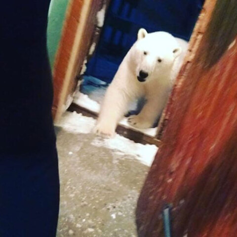 Εισβολή πολικών αρκούδων σε σπίτια